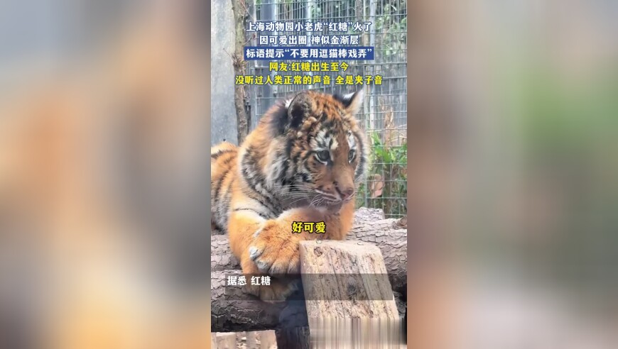 首批AI眼镜上市即翻车,澳门马会传132688CC,最新核心解答落实_豪华版V10.43